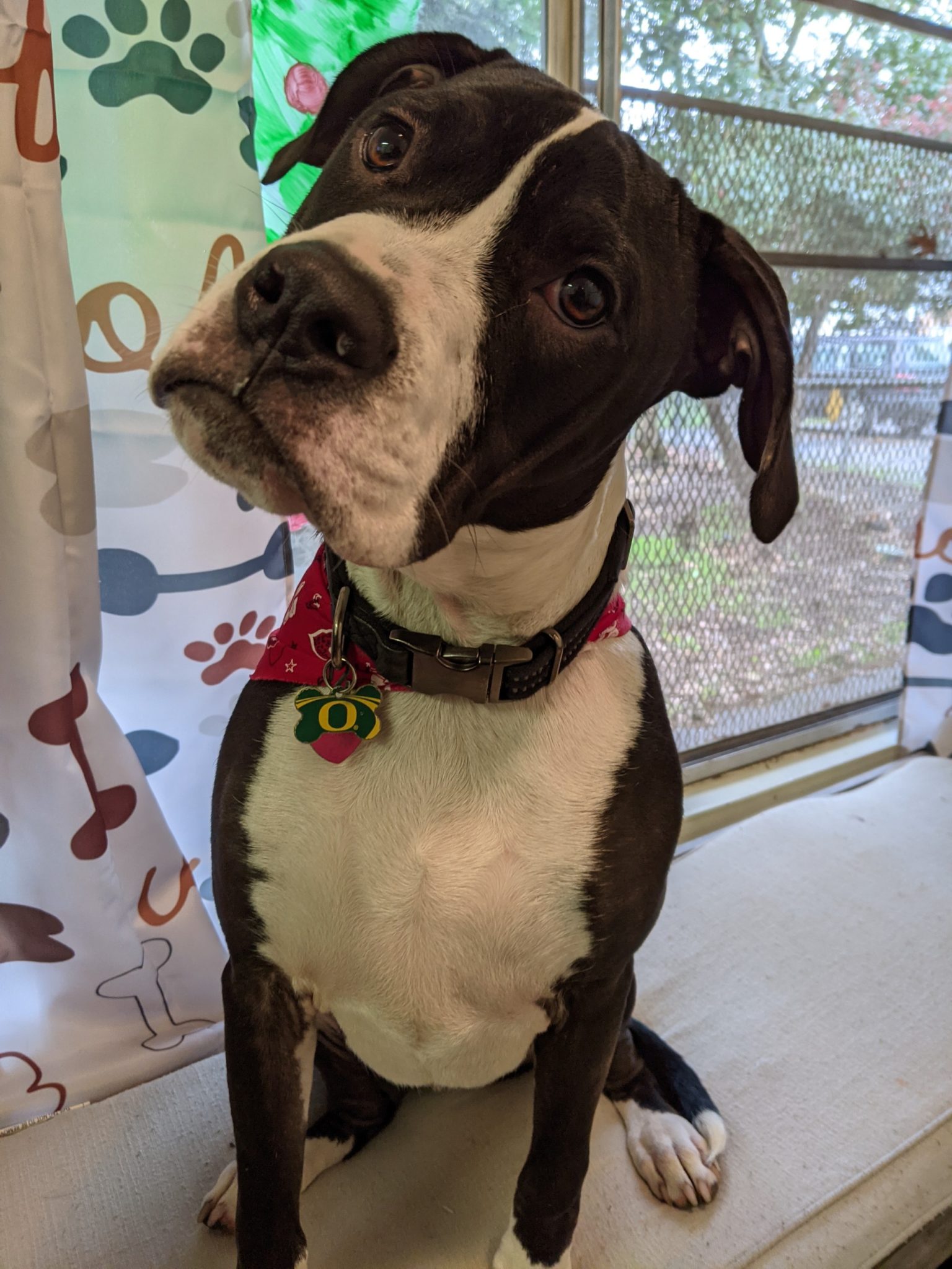 Services and Rates Willamette Valley Dog and Cat Motel, Inc.